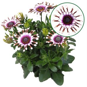 Bild von Osteospermum  P12 White spoon